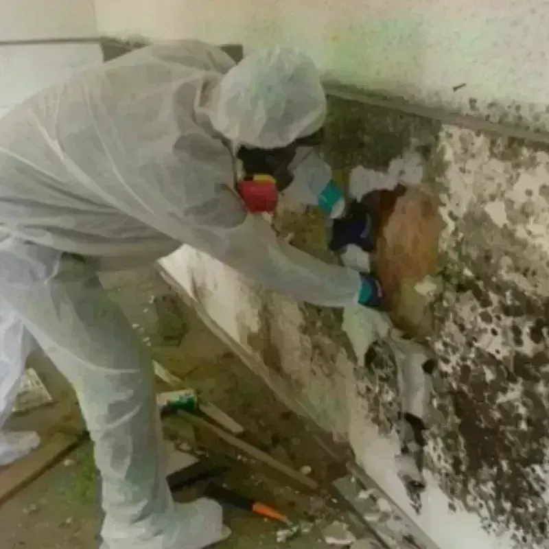 Mold Remediation and Removal in Coke County, TX